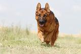 BERGER ALLEMAND 778
